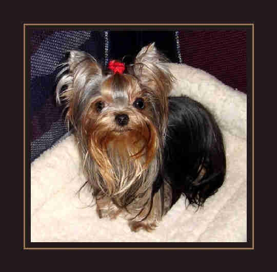 Do yorkies hot sale snore